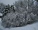 Liliac bushes after the snow storm 2/17/2008		 